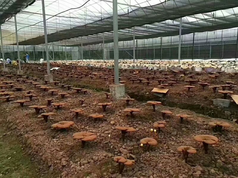 黑灵芝12~15公分