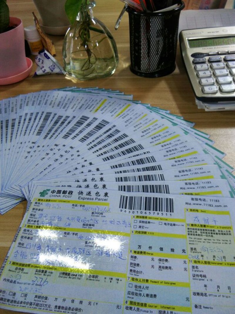 黑灵芝12~15公分