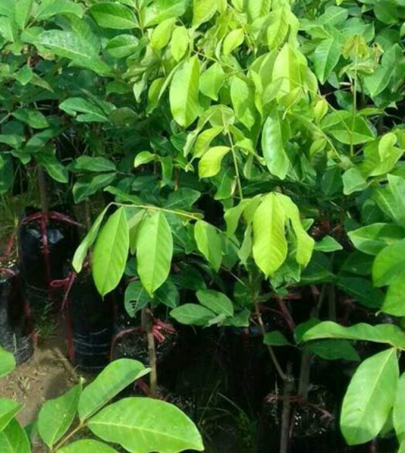 红毛丹苗红毛丹树苗家庭后院盆栽种植成活率高产量高，