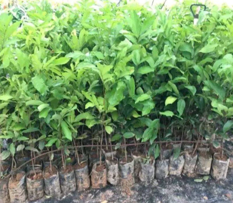 红毛丹苗红毛丹树苗家庭后院盆栽种植成活率高产量高，