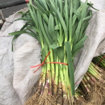 四季蒜苗50~60cm