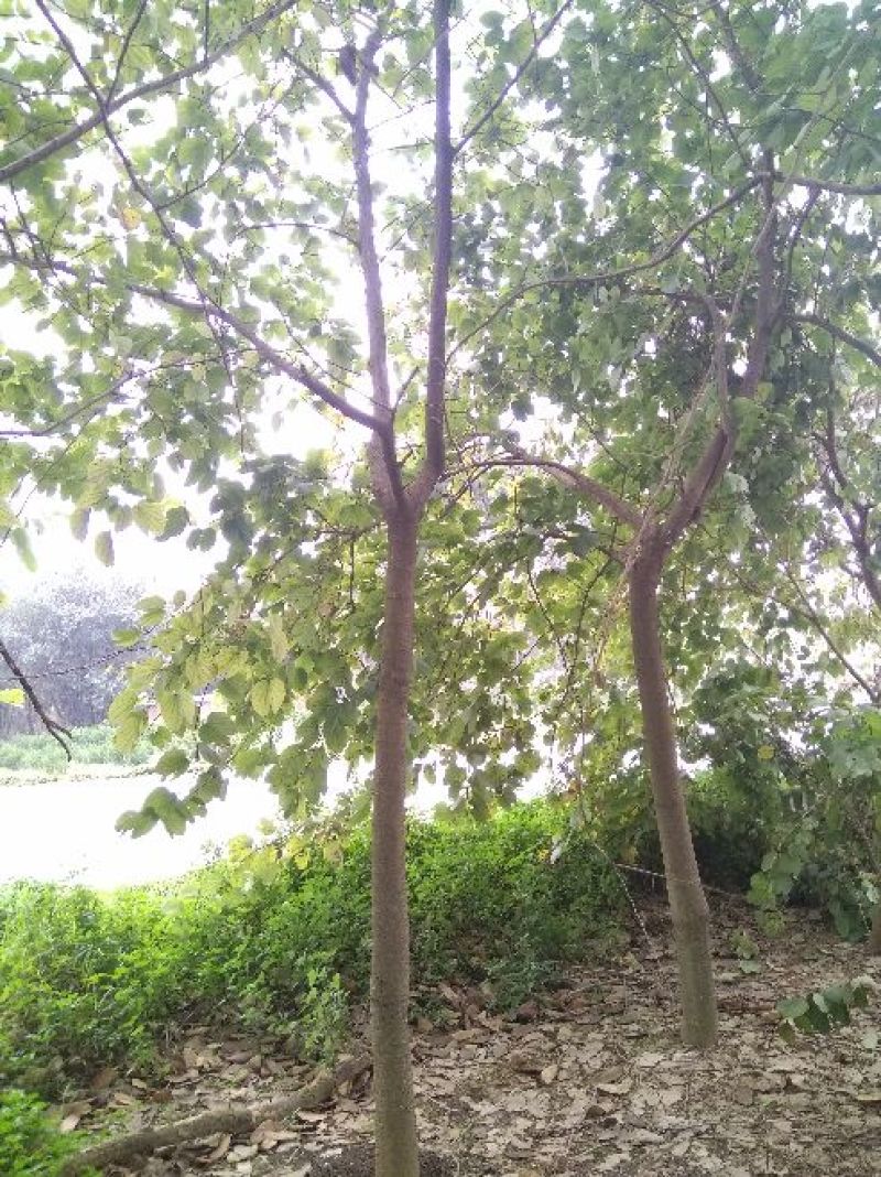 宫粉紫荆12~14cm8~10cm2.5~3米