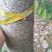 宫粉紫荆12~14cm8~10cm2.5~3米