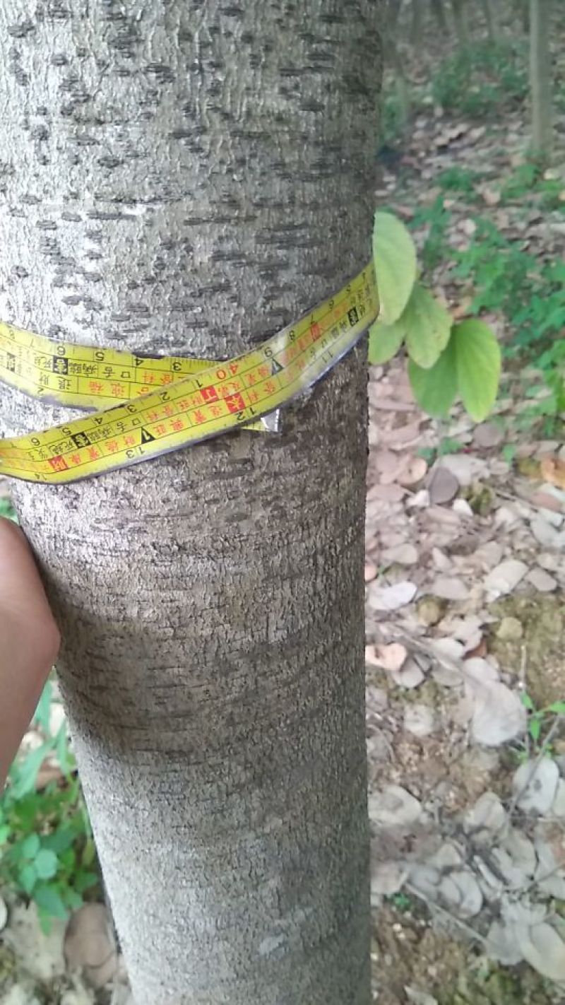 宫粉紫荆12~14cm8~10cm2.5~3米