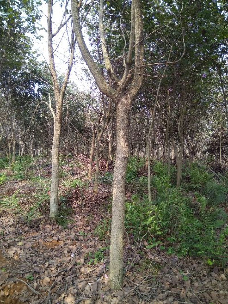 宫粉紫荆12~14cm8~10cm2.5~3米