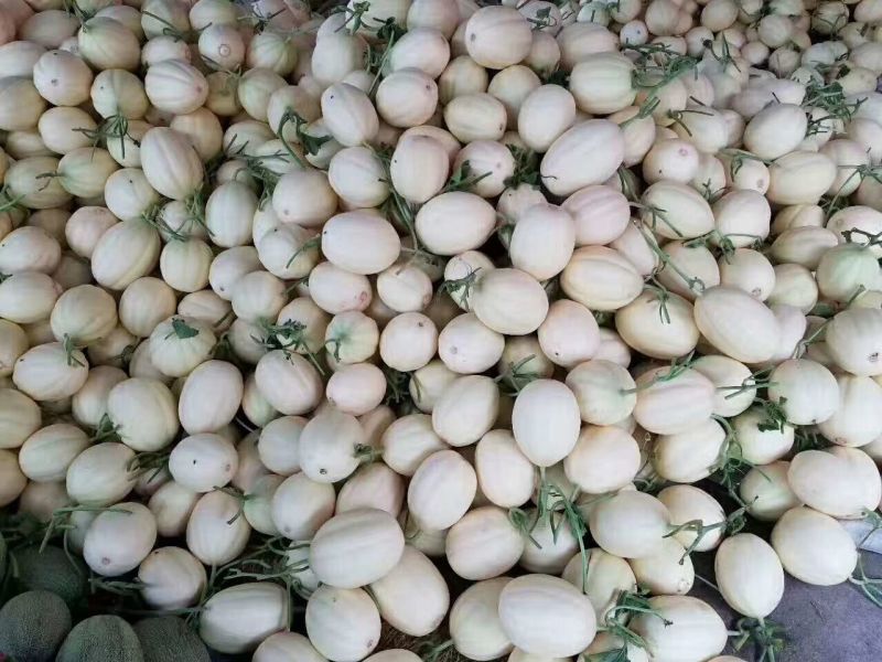 东方蜜1号甜瓜产地直供，货量大
