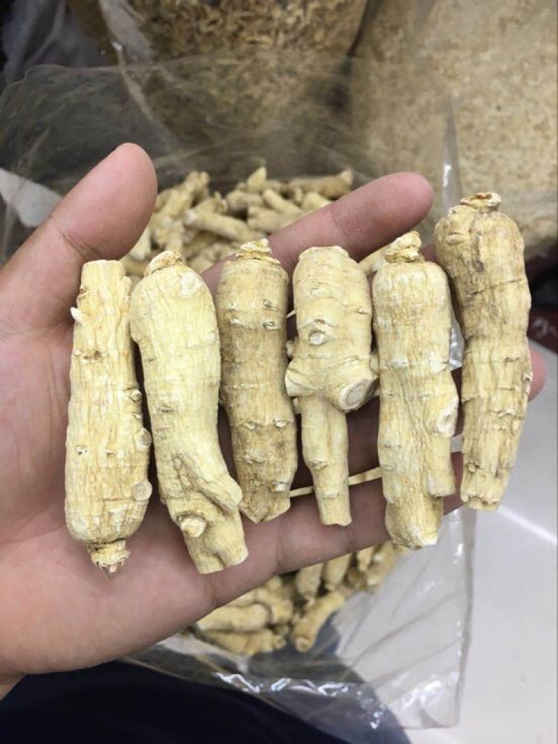 西洋参根条选货西洋参根条大根