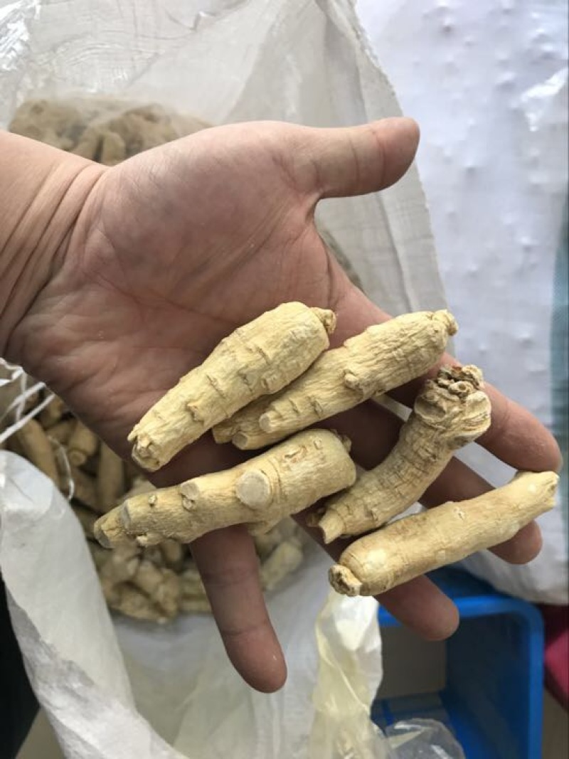 西洋参根条选货西洋参根条大根