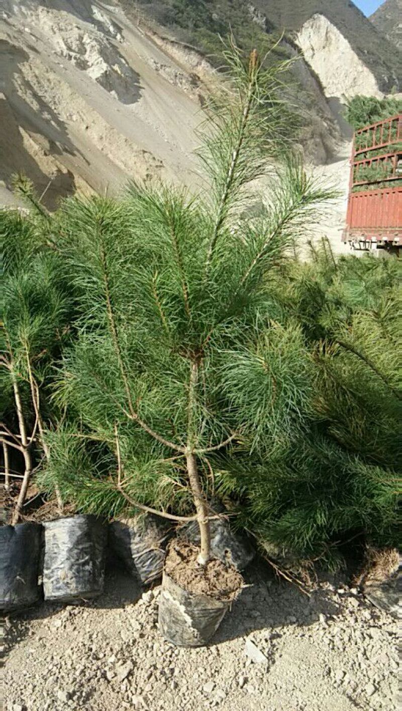 马尾松树苗100~150cm