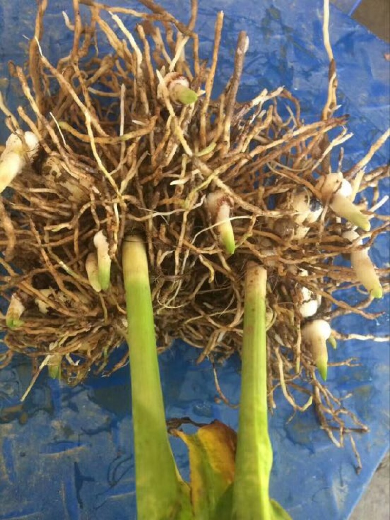 三叉白芨鲜货选货