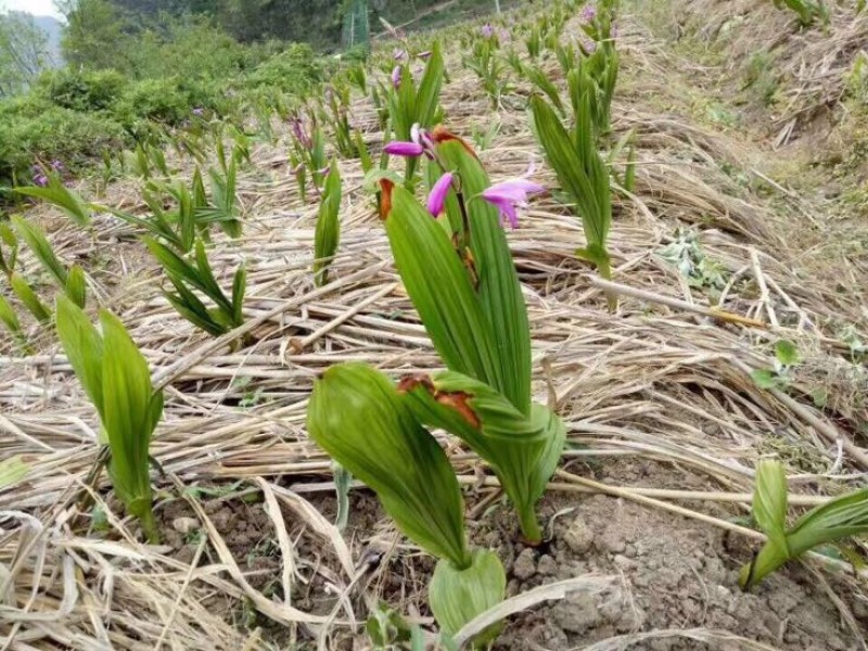 三叉白芨鲜货选货