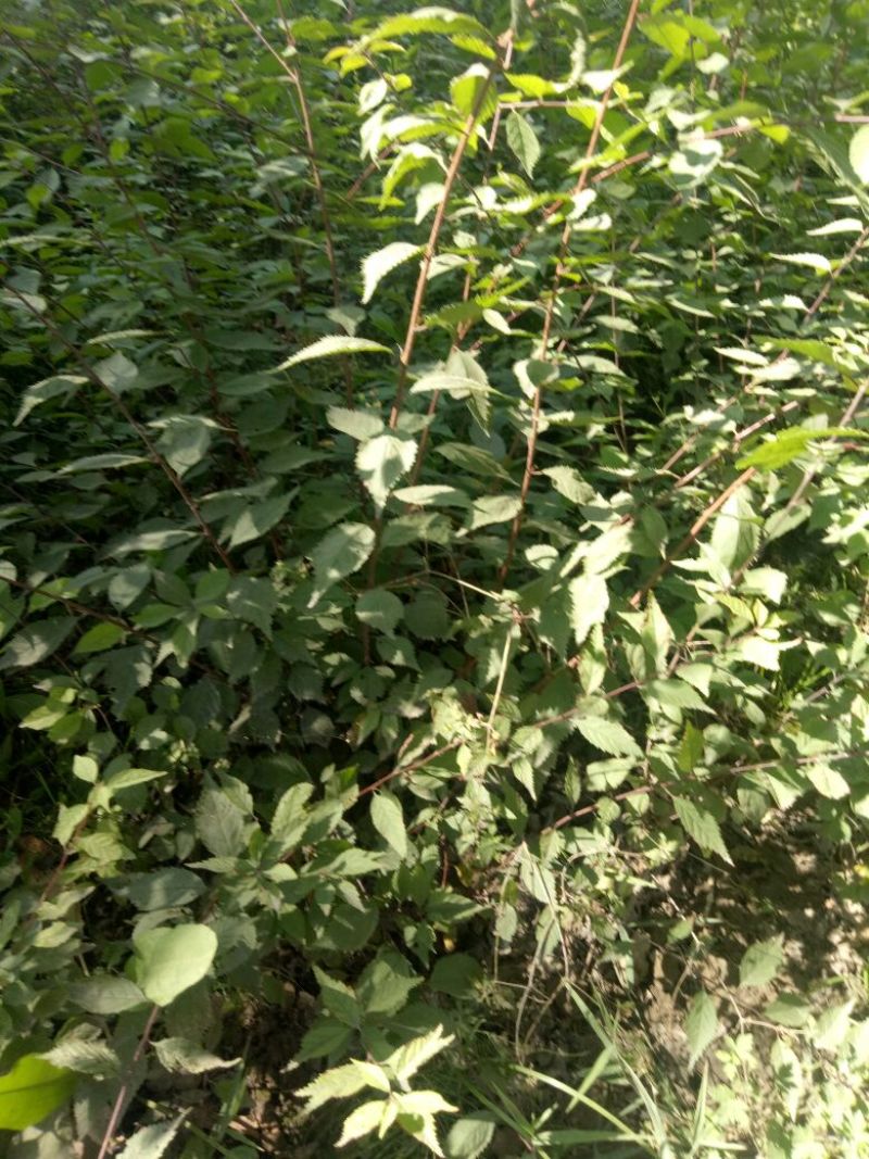 桃红1~1.5m