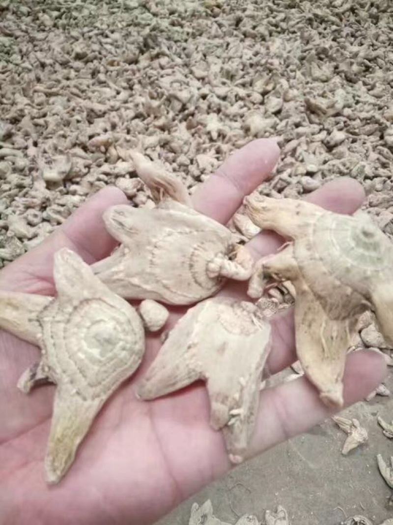 三叉白芨干货选货