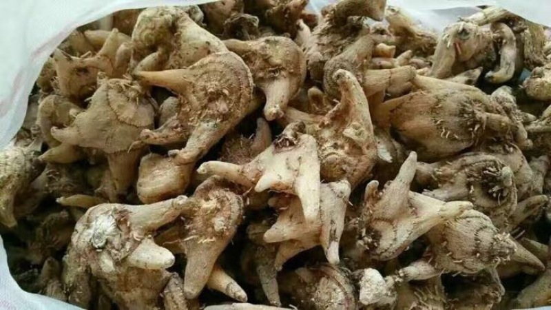 三叉白芨干货选货