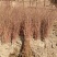 黄刺玫81~110cm