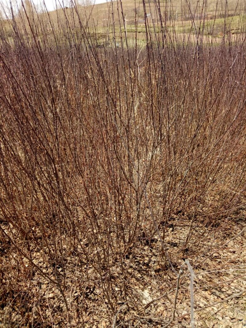 黄刺玫81~110cm