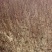 黄刺玫81~110cm