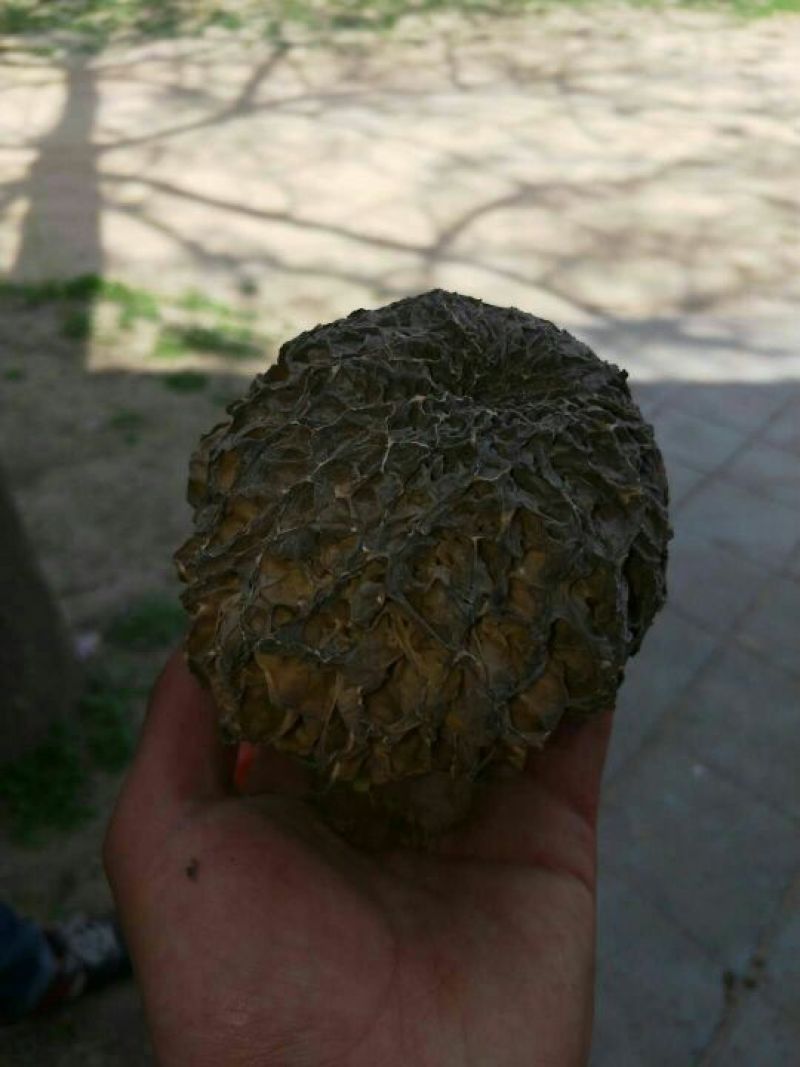 野生菌特级