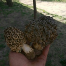 野生菌特级