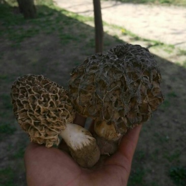 野生菌特级
