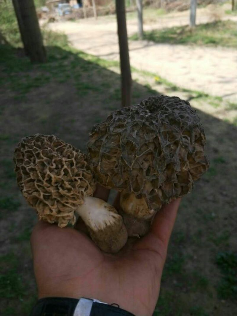 野生菌特级