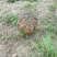 野生菌特级