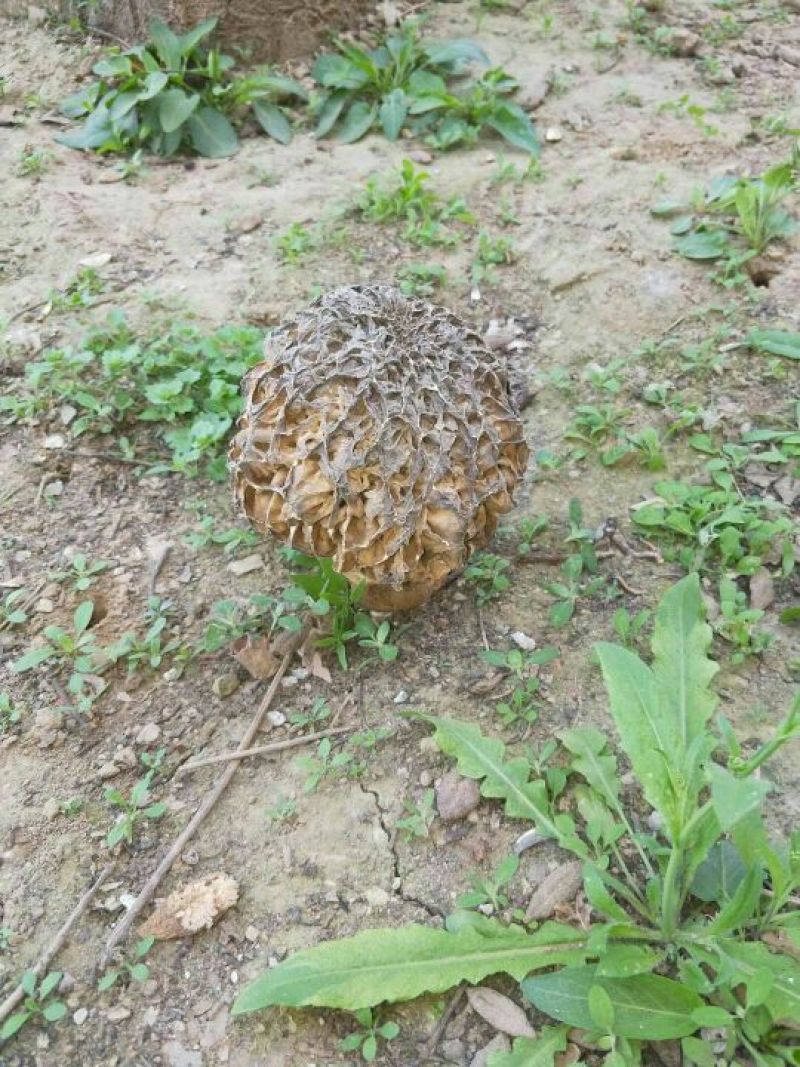 野生菌特级