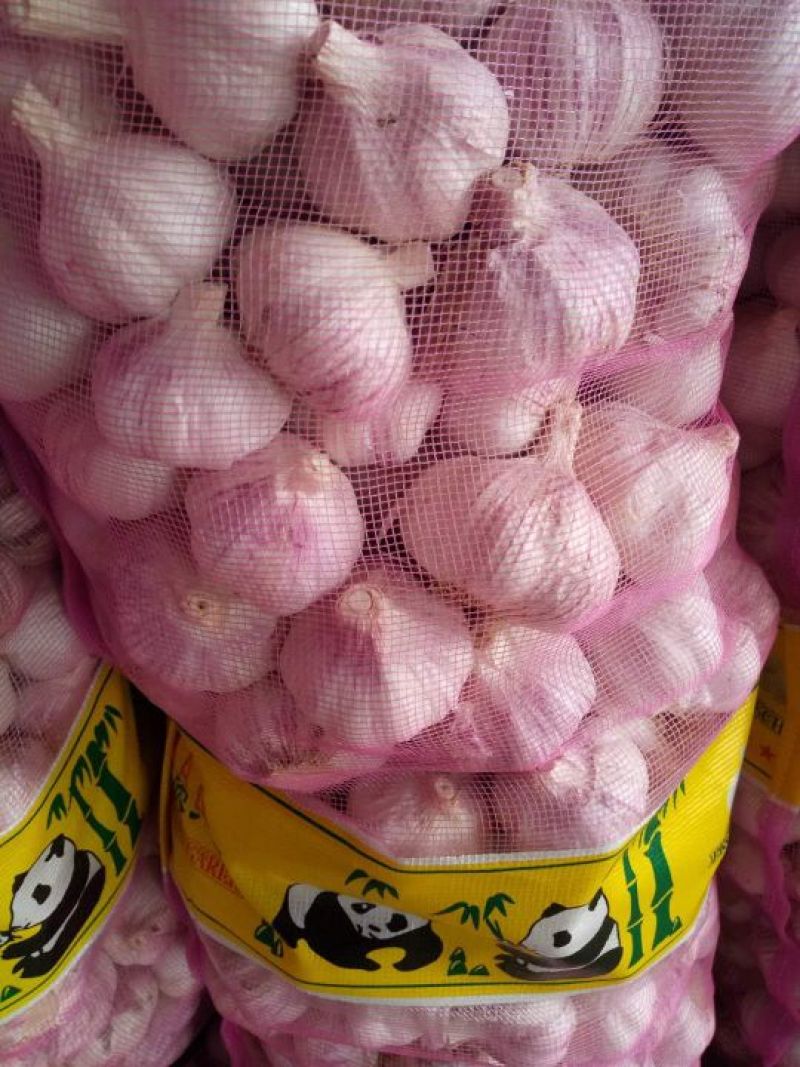 金乡红皮大蒜专业储存