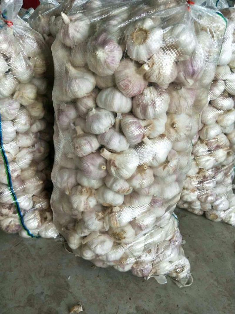 金乡红皮大蒜专业储存