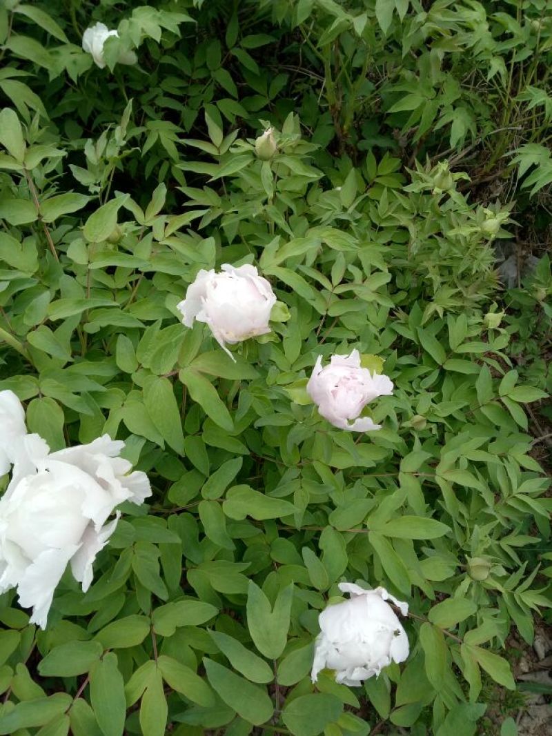 油牡丹苗10~20cm