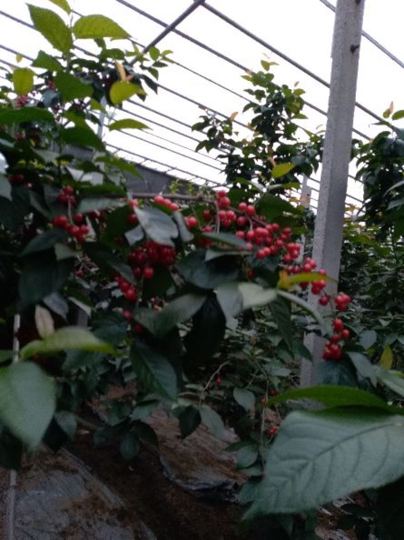 甜樱桃5~10mm
