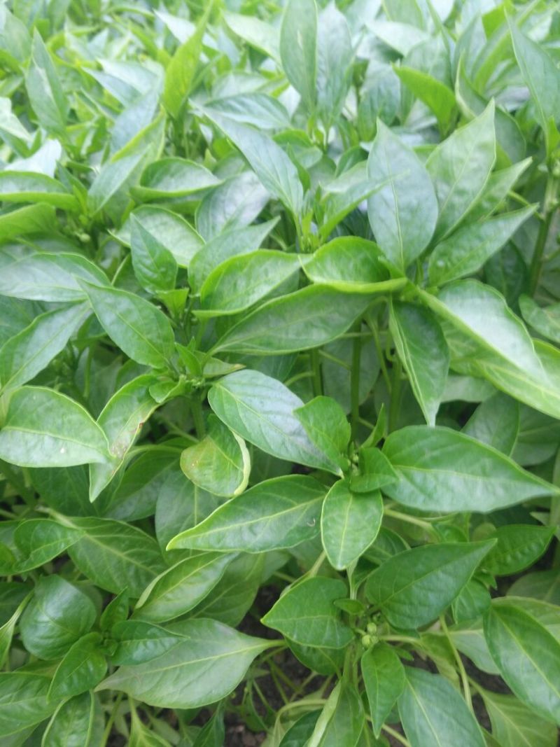 薄皮椒苗芜湖苗泡椒苗成活率98以上深绿大果型