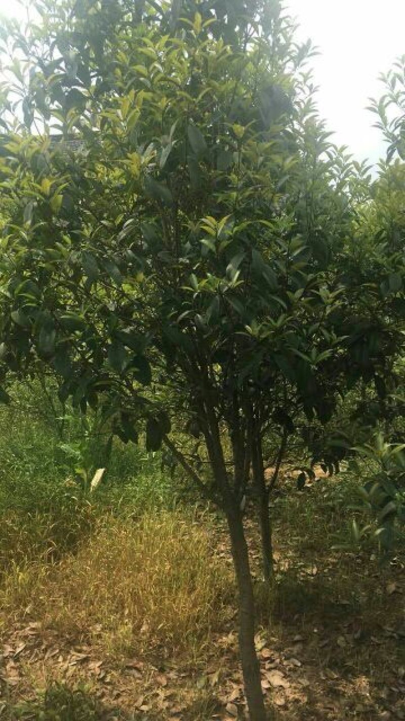 桂花苗120cm以上