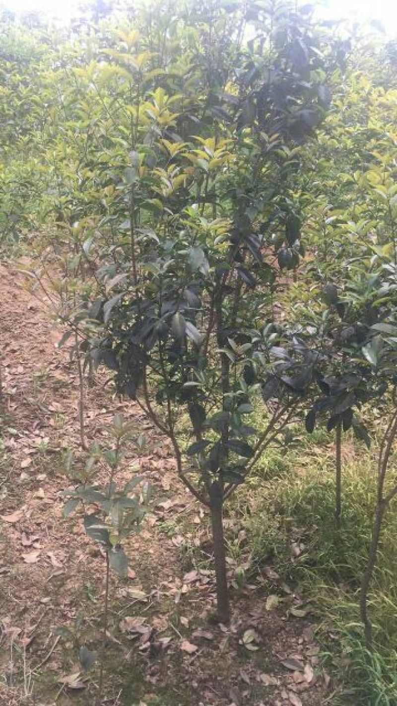桂花苗120cm以上