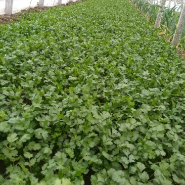 大叶香菜20~30厘米