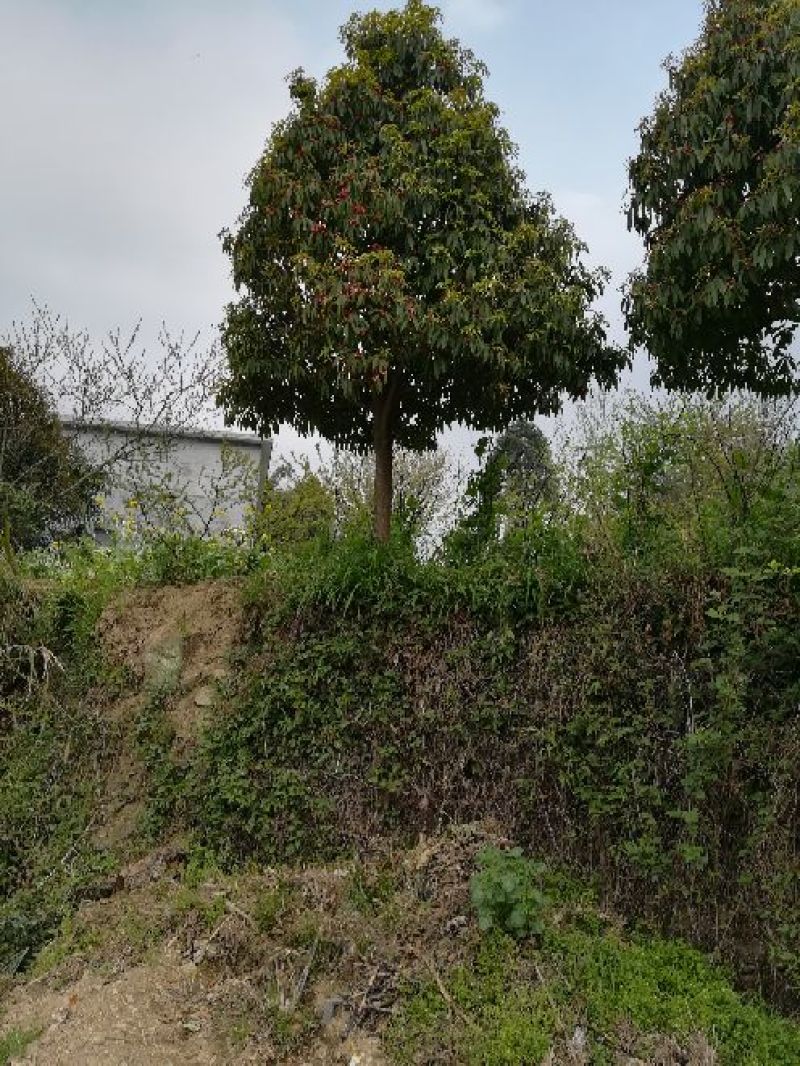 八角树苗