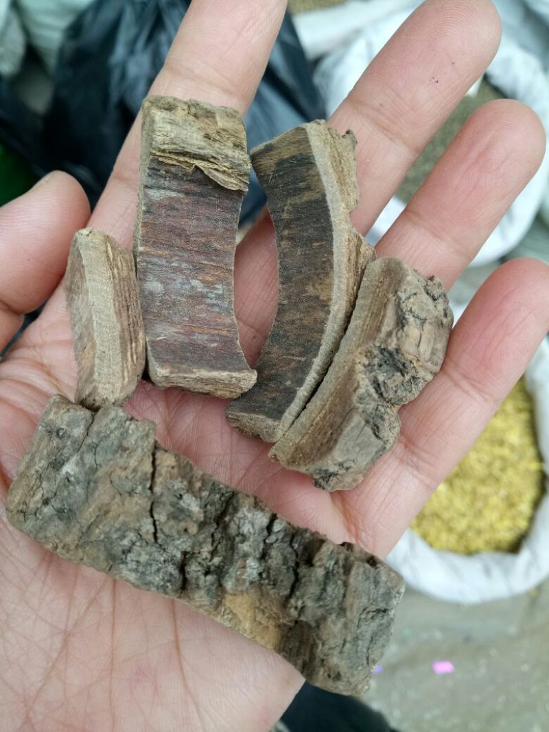 海桐皮干货选货厚皮量大从优欢迎选购