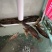 鳜鱼食用活鱼20~30cm