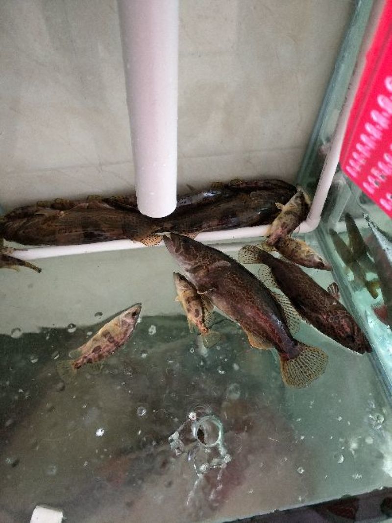 鳜鱼食用活鱼20~30cm