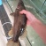 鳜鱼食用活鱼20~30cm