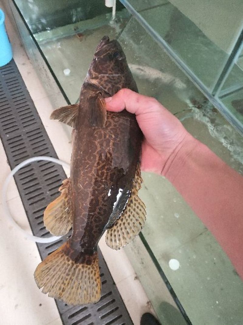 鳜鱼食用活鱼20~30cm