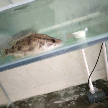 鳜鱼食用活鱼20~30cm