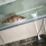 鳜鱼食用活鱼20~30cm