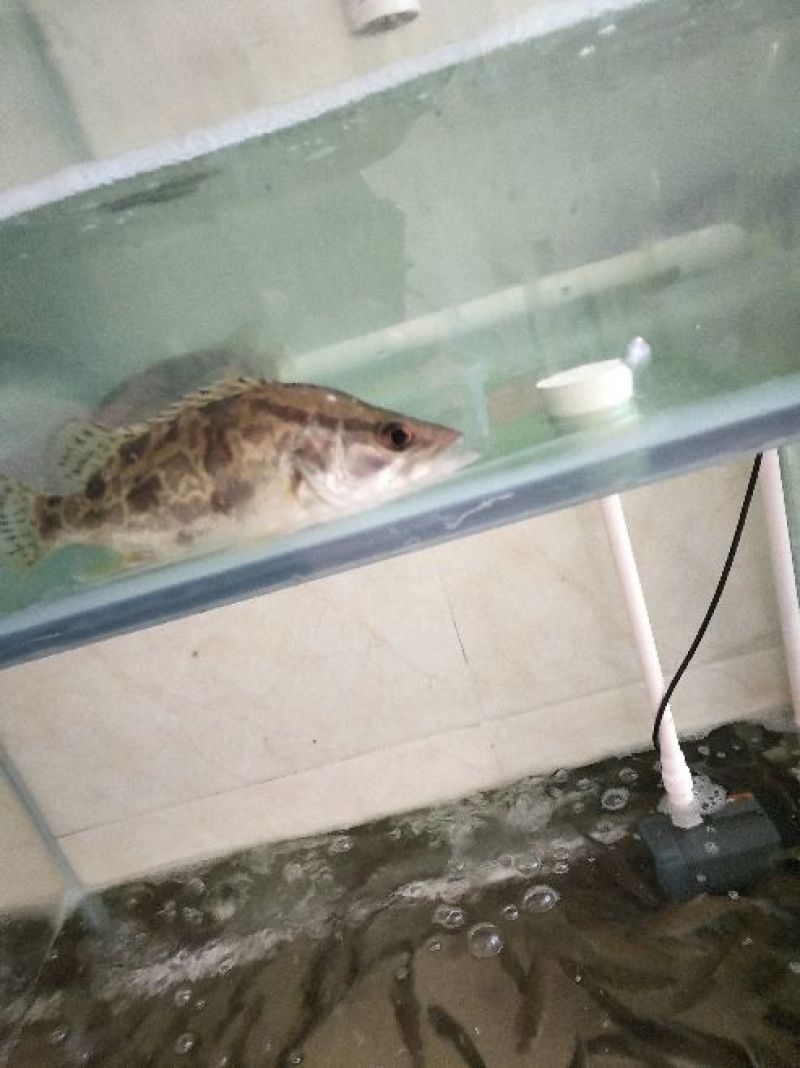 鳜鱼食用活鱼20~30cm