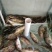鳜鱼食用活鱼20~30cm