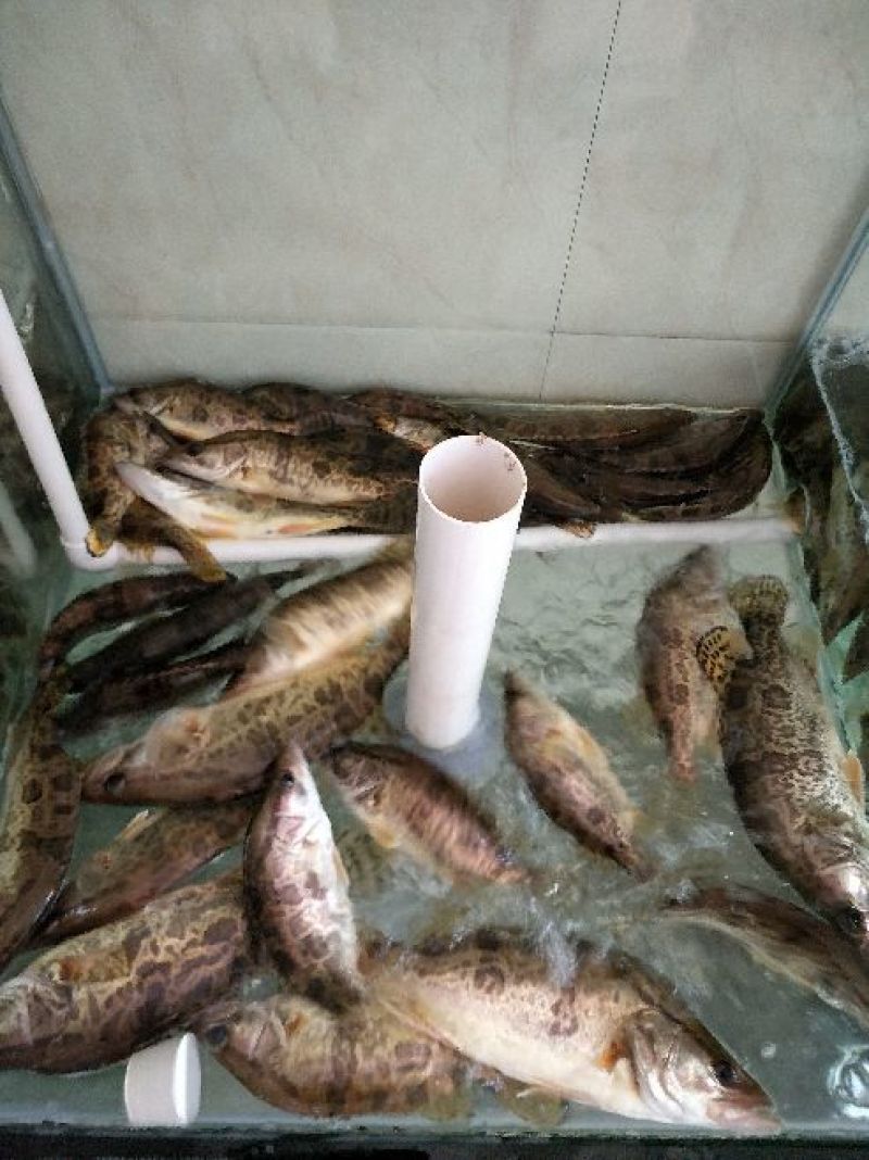 鳜鱼食用活鱼20~30cm