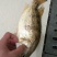 鳜鱼食用活鱼20~30cm