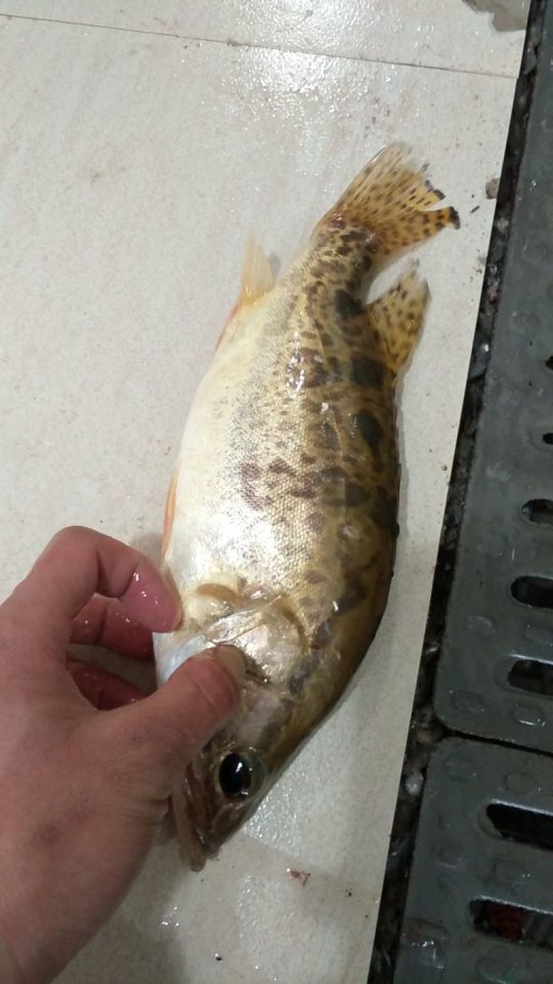 鳜鱼食用活鱼20~30cm