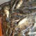 鳜鱼食用活鱼20~30cm