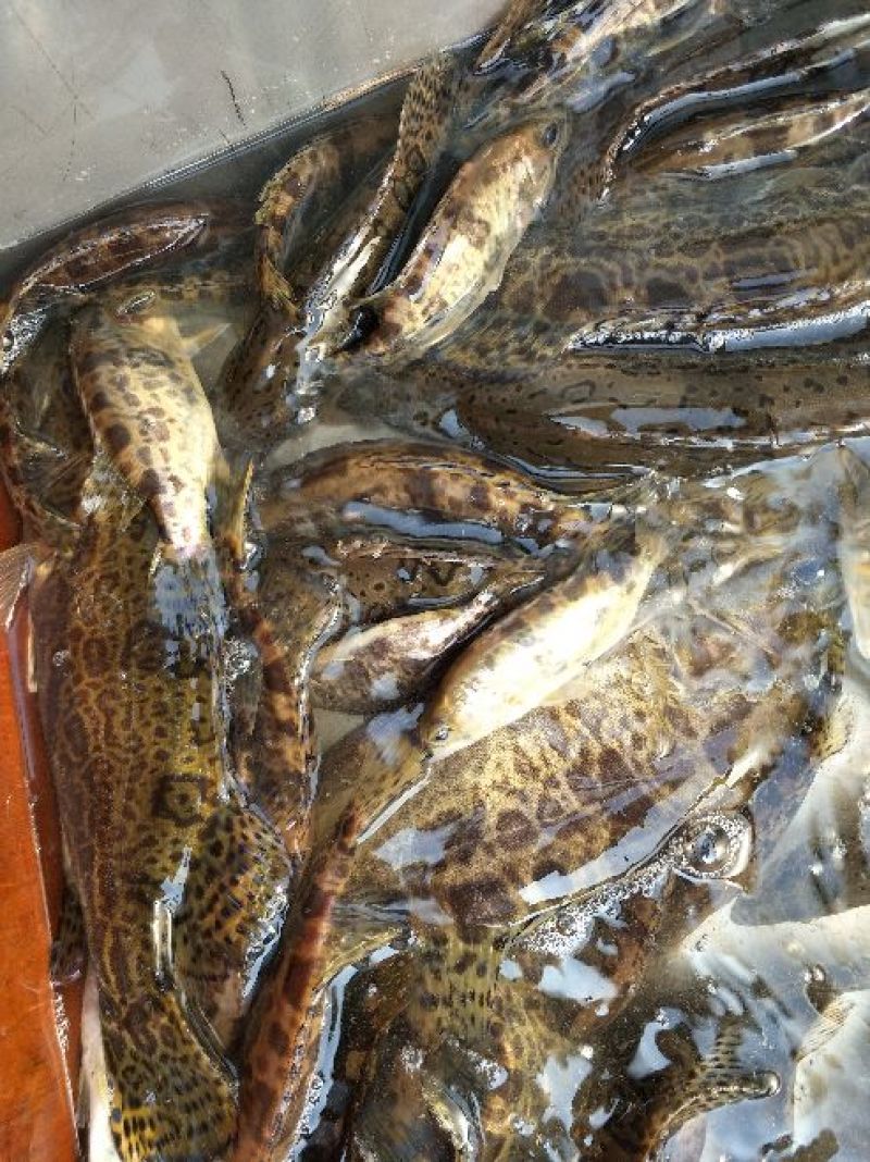 鳜鱼食用活鱼20~30cm